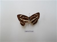 藏品(細帶環蛺蝶)的圖片